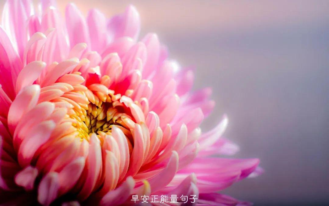 花花最新，绽放的传奇与时代印记